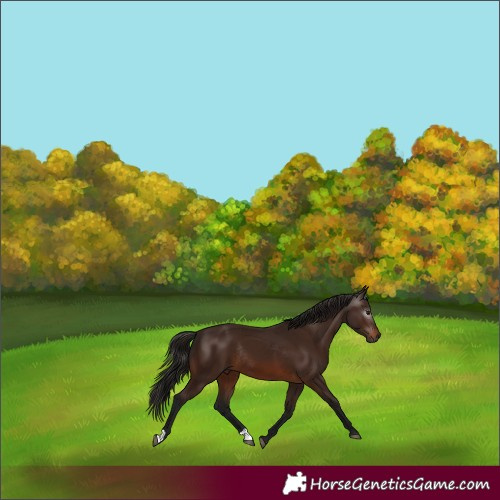 Horse Color:Gray Bay Rabicano 