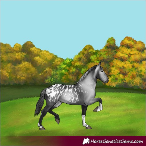 Horse Color:Gray Smoky Black Tobiano Blanket 
