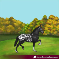 Horse Color:Gray Smoky Black Tobiano Appaloosa 