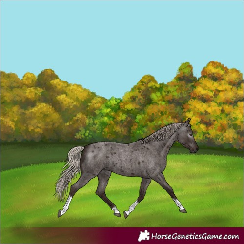 Horse Color:Gray Silver Blue Roan Tobiano Rabicano 