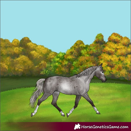 Horse Color:Gray Silver Blue Roan Tobiano Rabicano
