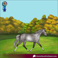 Horse Color:Gray Silver Blue Roan Tobiano Rabicano 
