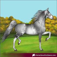 Horse Color:Gray White Spotted Black