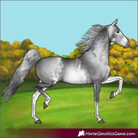 Horse Color:Gray White Spotted Black