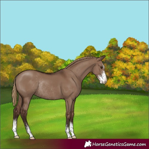 Horse Color:Liver Red Dun Sabino Rabicano 