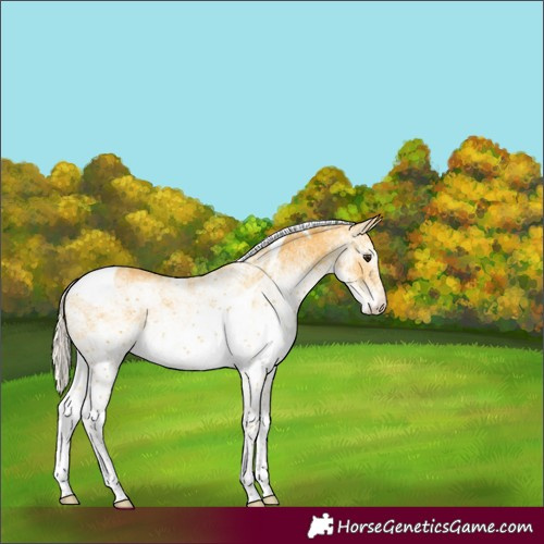 Horse Color:White Spotted Silver Buckskin Tobiano Rabicano