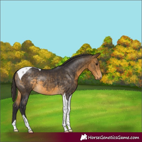 Horse Color:Buckskin Sabino Tobiano Rabicano 