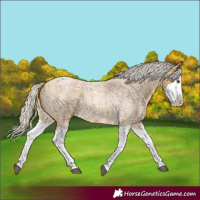 Horse Color:Silver Buckskin Roan Splash