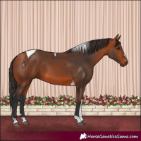 Horse Color:Bay Tobiano
