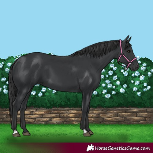 Horse Color:Black 
