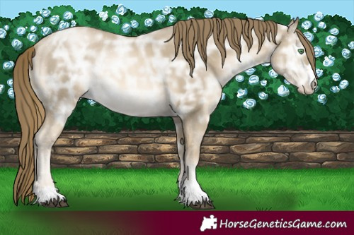 Horse Color:Black Ice Snowdrop Pearl 