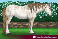 Horse Color:Black Ice Snowdrop Pearl 
