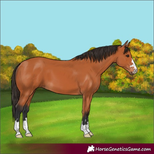 Horse Color:Bay 