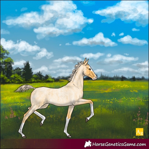 Horse Color:Palomino Roan Splash 