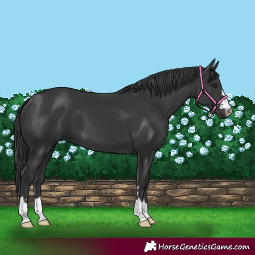 Horse Color:Black 