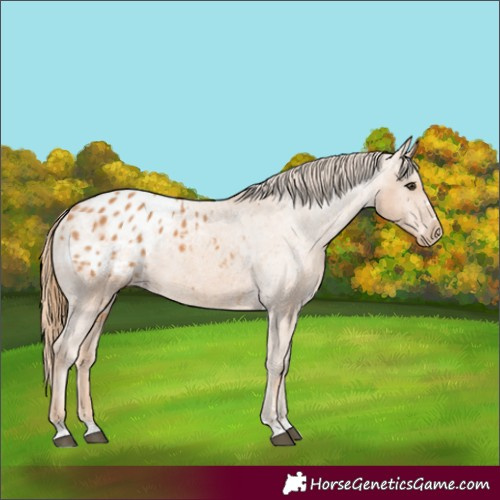 Horse Color:Chestnut Appaloosa 