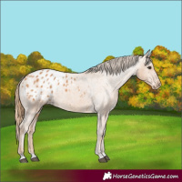 Horse Color:Chestnut Appaloosa 