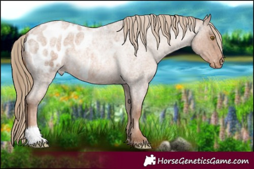 Horse Color:Liver Red Roan Pearl Appaloosa 