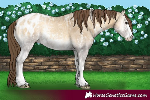Horse Color:Classic Cream Champagne Ice Onyx Sabino Appaloosa 