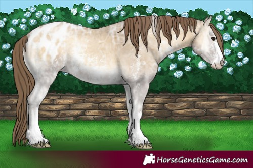 Horse Color:Classic Cream Champagne Ice Onyx Sabino Appaloosa 