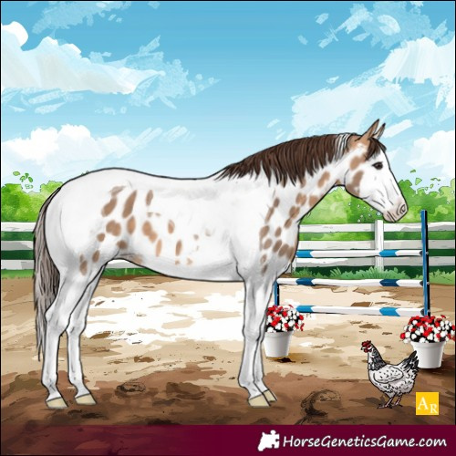 Horse Color:Bay Dun Splash Tobiano Appaloosa 