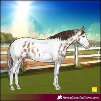 Horse Color:Bay Dun Splash Tobiano Appaloosa 