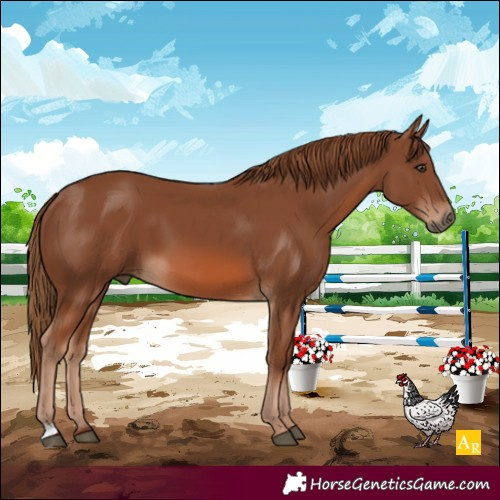 Horse Color:Chestnut 