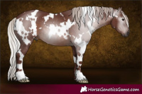 Horse Color:Gray White Spotted Chocolate Silver Black