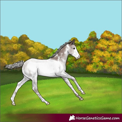 Horse Color:White Spotted Silver Blue Roan Frame 