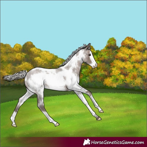 Horse Color:White Spotted Silver Blue Roan Frame 