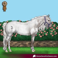 Horse Color:White Spotted Silver Blue Roan 