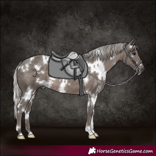 Horse Color:White Spotted Silver Black 