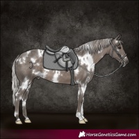 Horse Color:White Spotted Silver Black