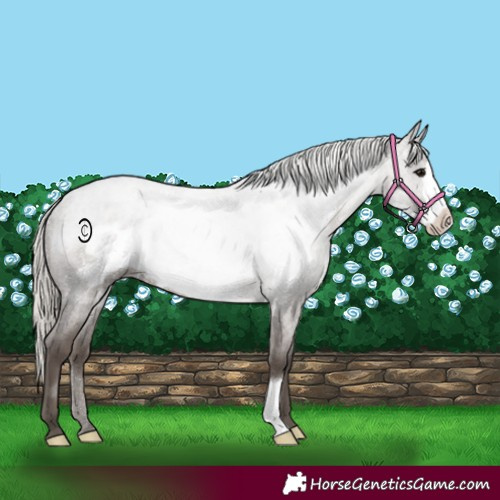 Horse Color:Silver Blue Roan Frame 