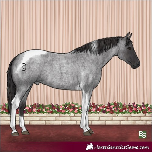 Horse Color:Smoky Blue Roan Tobiano 