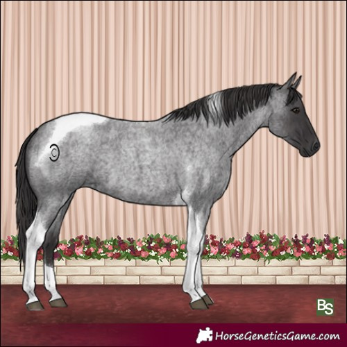 Horse Color:Smoky Blue Roan Tobiano 
