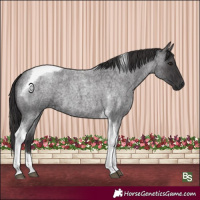 Horse Color:Smoky Blue Roan Tobiano