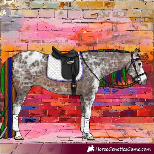 Horse Color:Gray Painted Bay Ice Sabino Appaloosa