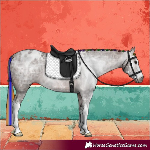 Horse Color:Gray Painted Bay Ice Sabino Appaloosa 