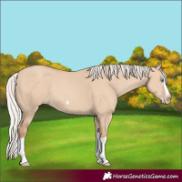 Horse Color:Silver Classic Champagne Dun Splash Frame 