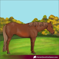 Horse Color:Chestnut 