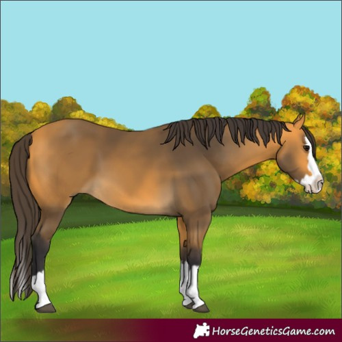 Horse Color:Buckskin Splash