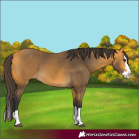 Horse Color:Buckskin Splash 
