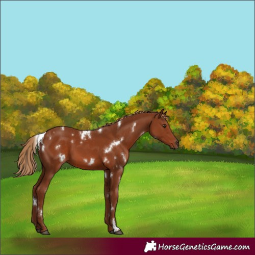Horse Color:White Spotted Chestnut 