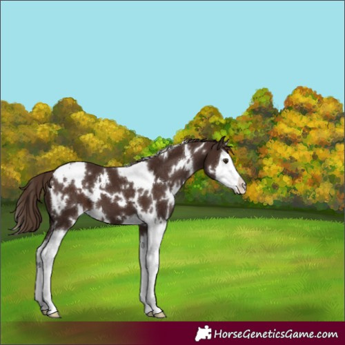 Horse Color:White Spotted Liver Chestnut Splash 