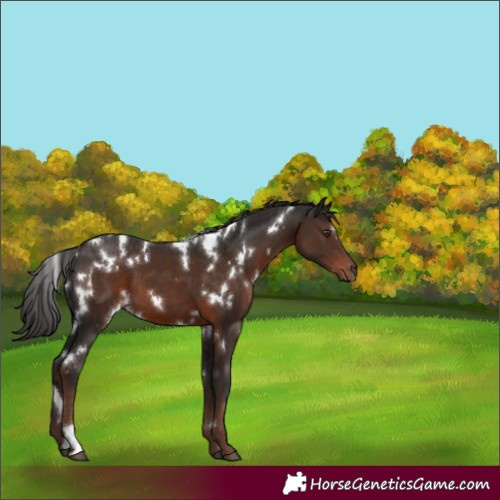 Horse Color:White Spotted Liver Chestnut