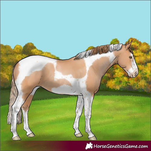 Horse Color:Bay Pearl Splash Tobiano Frame 
