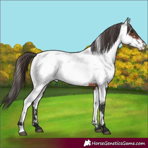 Horse Color:Brown Near Fewspot 