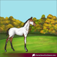Horse Color:Bay Near Fewspot