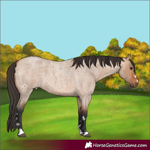 Horse Color:Bay Roan Dun